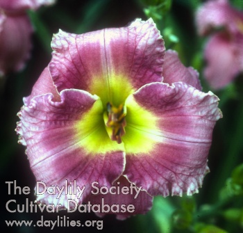 Daylily Iolite